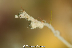 Lembeh Sea Dragon, Kyonemichthys Rumengani

Taken at Nu... by Thomas Ozanne 